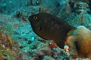 Plectroglyphidodon lacrymatus demoiselle a larmes-Maldives Mahibadoo Rock-8m-20240424-da-DSC_6635_tn